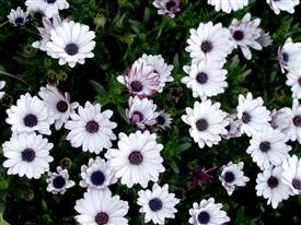 &quot;Flower Delivery Service Oakville